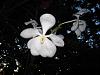 Ascda. Kultana White-img_0480-copy-jpg