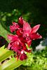 My blooming orchids~-neo_img_dsc04540-jpg