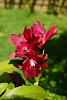 My blooming orchids~-neo_img_dsc04541-jpg