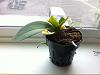 Phal: Great roots, bad leaves. To fertilize or not to fertilize?-photo-6-jpg