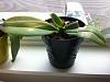 Phal: Great roots, bad leaves. To fertilize or not to fertilize?-photo-7-jpg