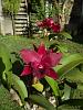 My blooming orchids~-neo_img_dsc08045-jpg