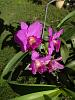 My blooming orchids~-neo_img_dsc08050-jpg