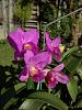 My blooming orchids~-neo_img_dsc08051-jpg