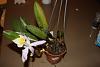 Is this a Cattleya of some sort ?-q1-jpg