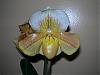 Paph Clark Knight x GIGI-paphs-003-jpg