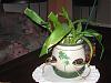 Hi - I need advice on the growth of my orchids-img_0726-jpg