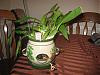 Hi - I need advice on the growth of my orchids-img_0729-jpg