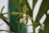 epidendrum Cristatum???-img_1743-jpg