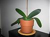 Hi - I need advice on the growth of my orchids-img_0733-jpg