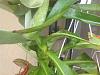 Success at Pitcher Plant Propagation-image-jpg