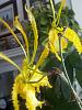 Psychopsis: two simultaneous blooms from one stalk. Common?-img_20130924_155617_767-jpg