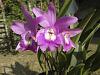 My blooming orchids~-neo_img_dsc08077-jpg