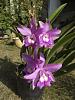 My blooming orchids~-neo_img_dsc08074-jpg