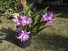 My blooming orchids~-neo_img_dsc08073-jpg