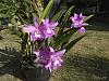 My blooming orchids~-neo_img_dsc08078-jpg