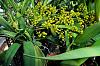 Oncidium pumilum / Trichocentrum / Lophiaris-oncidium-pumilum-jpg