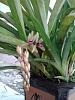 Cymbidium Dayanum Positive ID?-2013-07-03-16-05-43-jpg