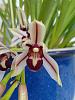 Cymbidium Dayanum Positive ID?-img_20121224_131025-jpg