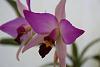 laelia anceps sub dowsoniana var chilapensis-img_1757-jpg