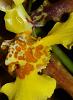 Oncidium barbatum-oncidium-barbatum-4-jpg