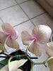 Help with my orchid-orq2-jpg