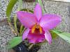 My blooming orchids~-neo_img_dsc08127-jpg