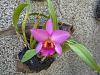 My blooming orchids~-neo_img_dsc08126-jpg