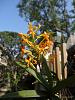 My blooming orchids~-neo_img_dsc08132-jpg