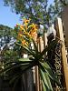 My blooming orchids~-neo_img_dsc08133-jpg