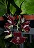 Catasetum Orchidglade 'Jack of Diamonds'-catasetum-orchidglade-jack-diamonds-2-jpg