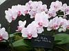 NCOS show at Behnke Nursery in Beltsville-zz54-jpg