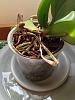 Are these Phalaenopsis roots healthy? HELP!-img_2758-jpg