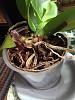 Are these Phalaenopsis roots healthy? HELP!-img_2754-jpg
