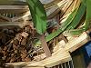 Basket repotting-boca-orchid-096-jpg