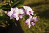 Dendrobium of my garden from Taiwan-neo_img_dsc04585-jpg