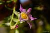 Dendrobium of my garden from Taiwan-neo_img_dsc04597-jpg