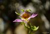 Dendrobium of my garden from Taiwan-neo_img_dsc04599-jpg