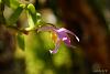 Dendrobium of my garden from Taiwan-neo_img_dsc04603-jpg