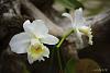 My blooming orchids~-neo_img_dsc04560-jpg