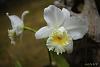 My blooming orchids~-neo_img_dsc04561-jpg