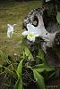 My blooming orchids~-neo_img_dsc04565-jpg