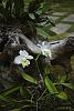 My blooming orchids~-neo_img_dsc04569-jpg