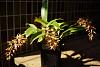 My blooming orchids~-neo_img_dsc04591-jpg