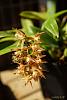 My blooming orchids~-neo_img_dsc04592-jpg