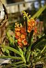 My blooming orchids~-neo_img_dsc04581-jpg