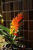 My blooming orchids~-neo_img_dsc04588-jpg