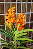 My blooming orchids~-neo_img_dsc04605-jpg