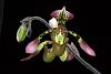 2014 Orchid Board Calendar Contest-small_img_8608-paph-haynaldianum-royal-crown-marriott-orchids-kernersville-nc-jpg