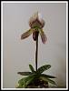 Paph.callosum-paph-callosum-1-jpg